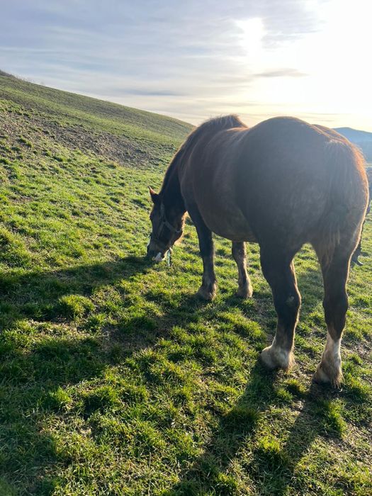 Vând iapă gestantă