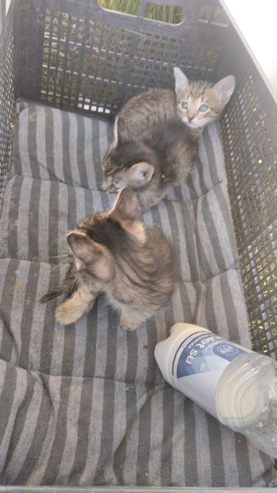 Кошки милые добрые ласковые