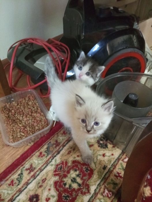 Котята  Крысоловы