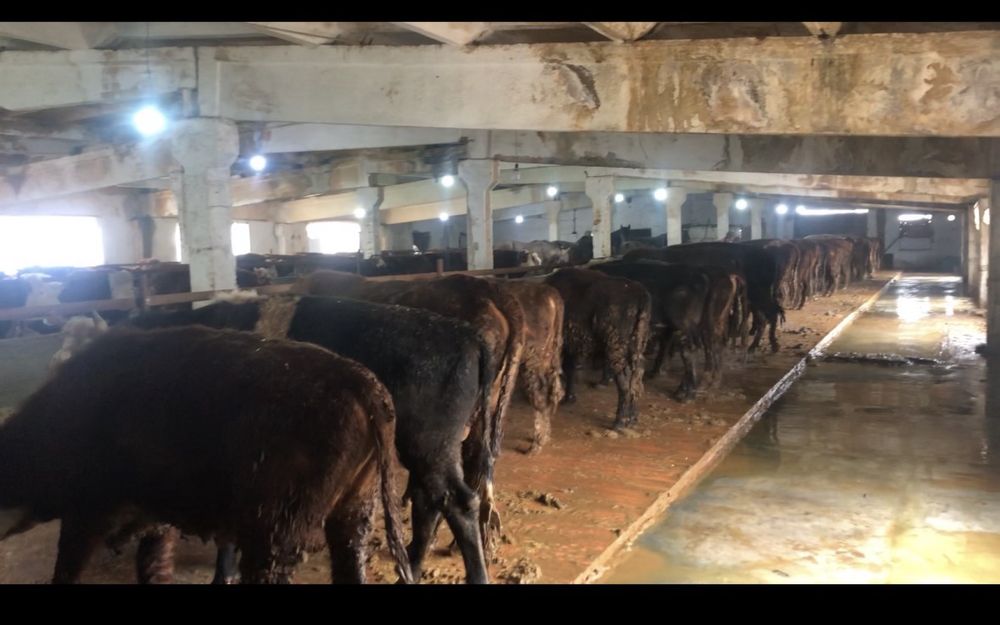 Бордакы ферма аренда,:/ срочно !?