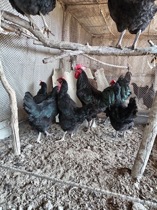 Кора Шахзода  тухумлари