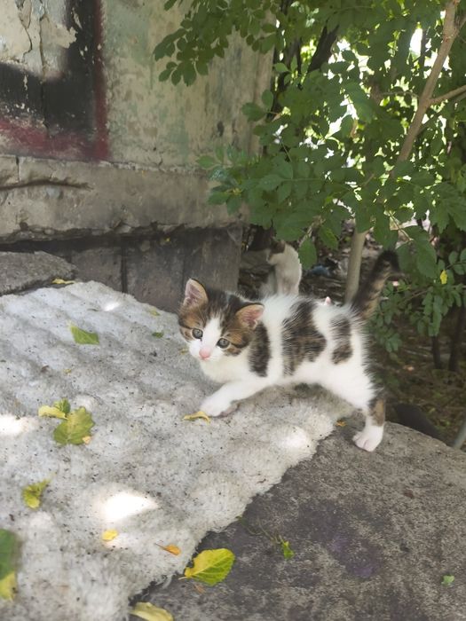 Подарявам котенца