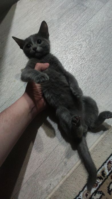 Отдам даром котёнка