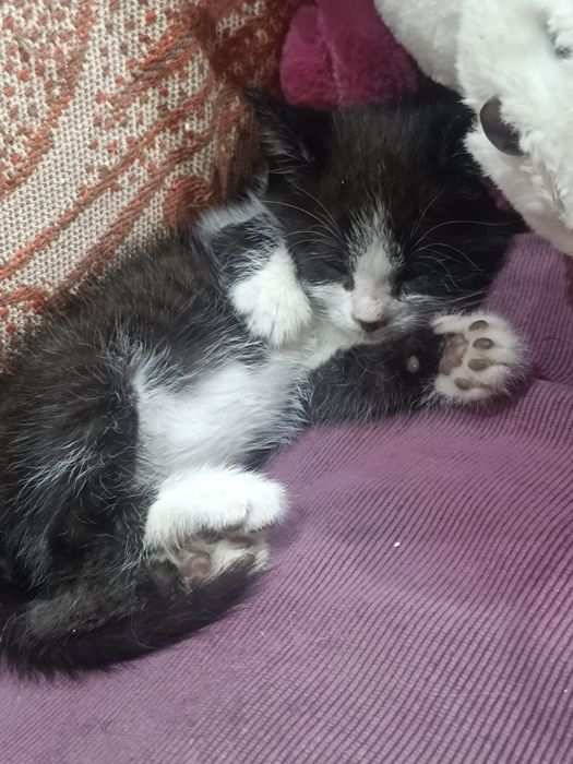 Котёнок, 1 месяц