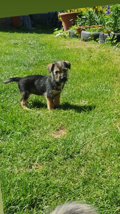 Ofer spre adopție cățelușă, metiș din rasa Airedale Terrier.