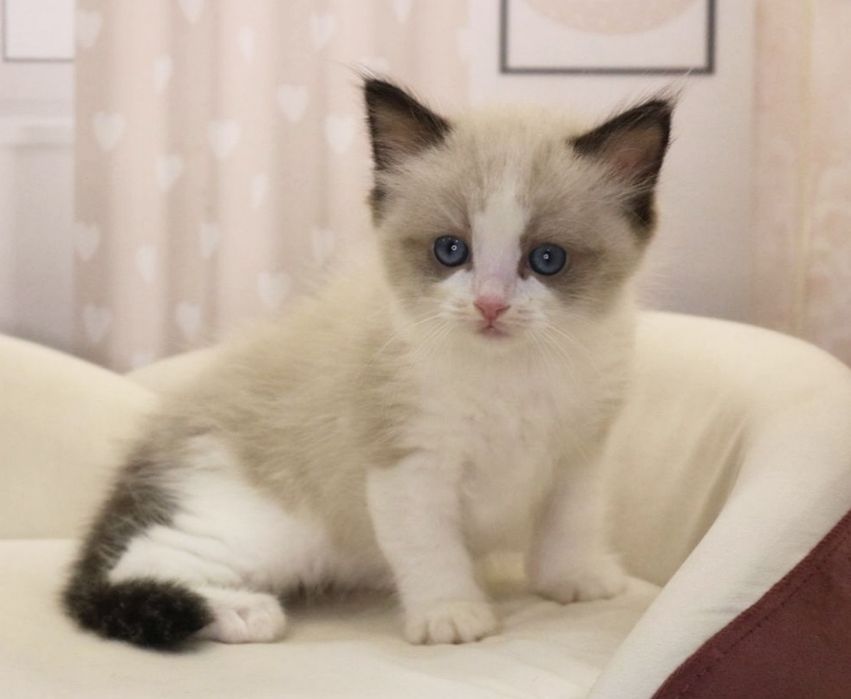 РЭГДОЛЛЫ чистокровные