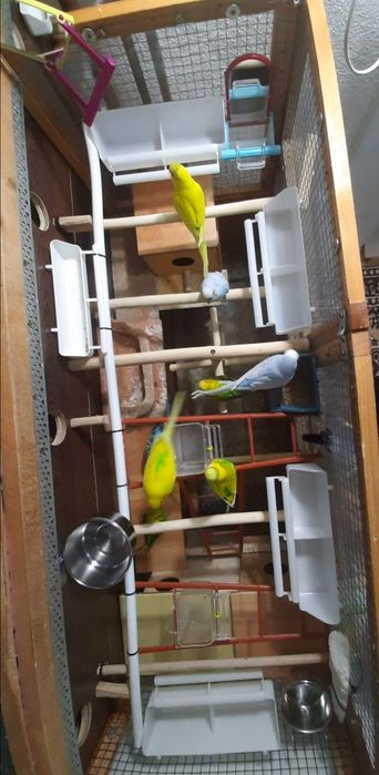 Vând Volieră și 7 Peruși