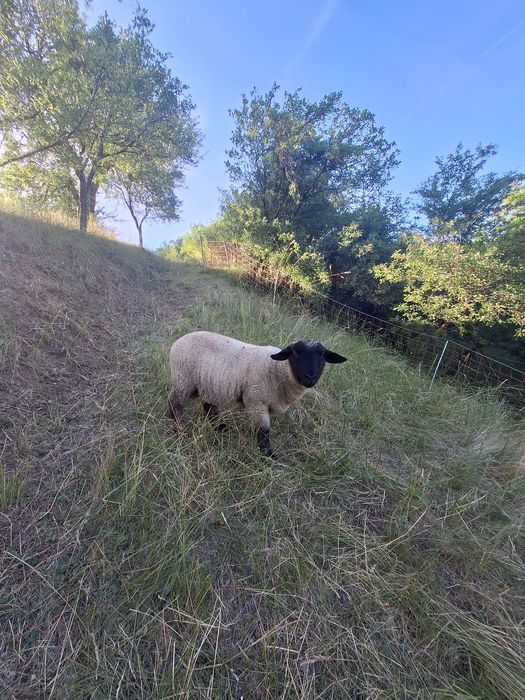 Vand berbecuti suffolk