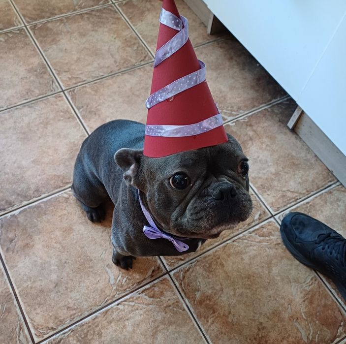 Разходка на кучета, грижи за котки и други домашни любимци. Цени.