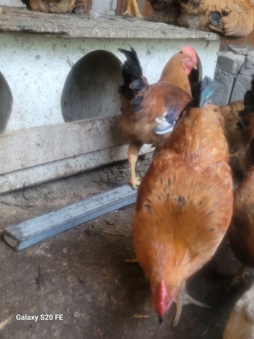 Кученский юбилейный