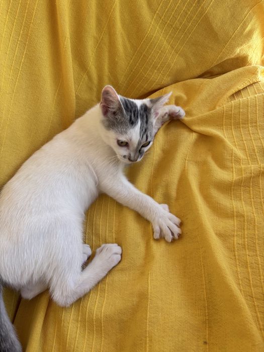 Подарявам малко коте
