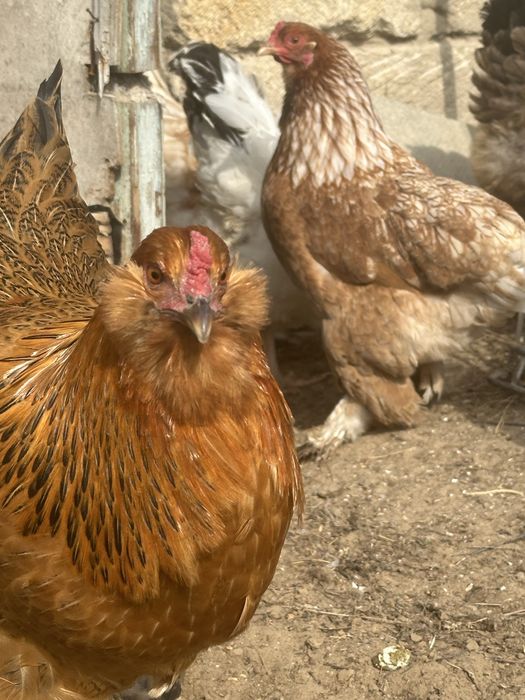 Куры несушки 2 населки