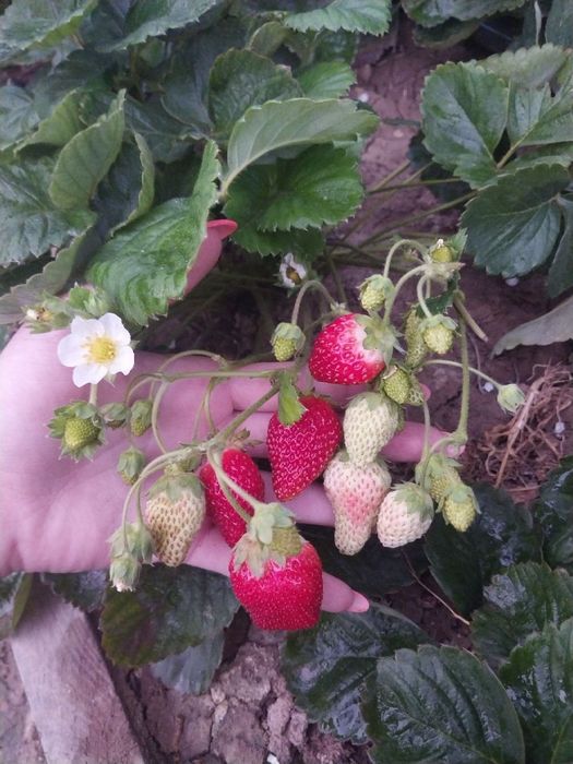 Саженцы клубники