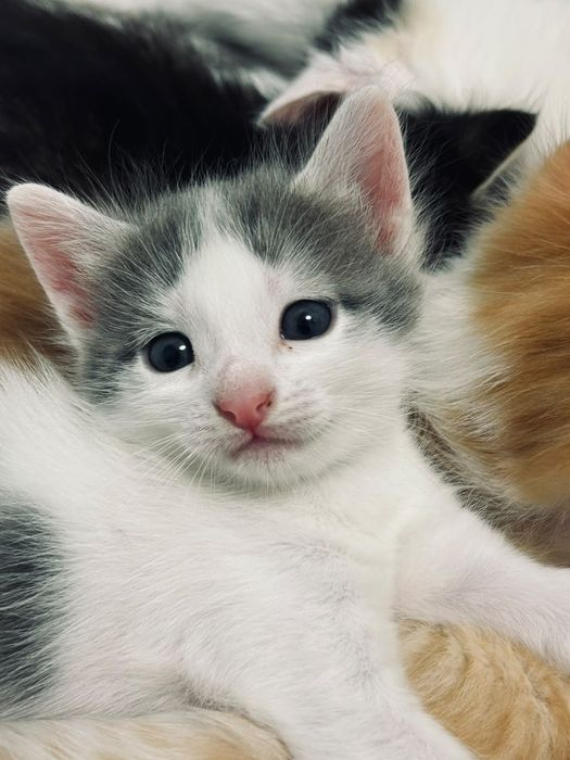 Отдам даром котят в добрые руки