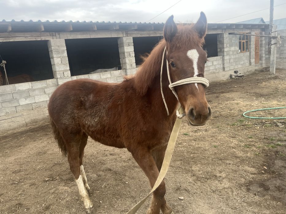 Жабағы сатылады