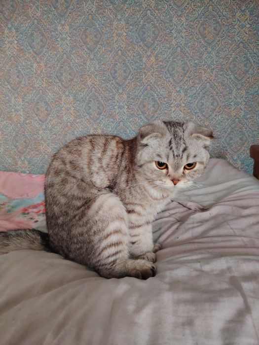 Shotlandiya katlami mushuk zotli