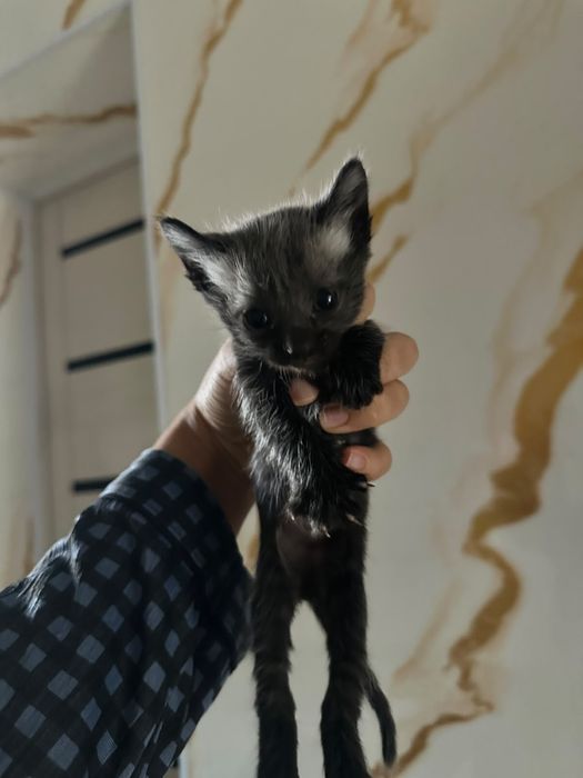 котята бесплатно