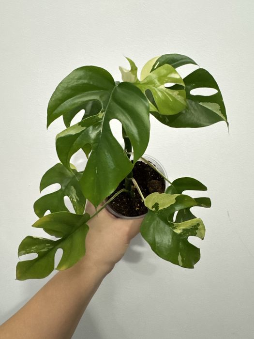 Рафидофора тетрасперма вариегатная