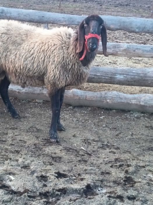 Vând berbeci carabas sarbesc