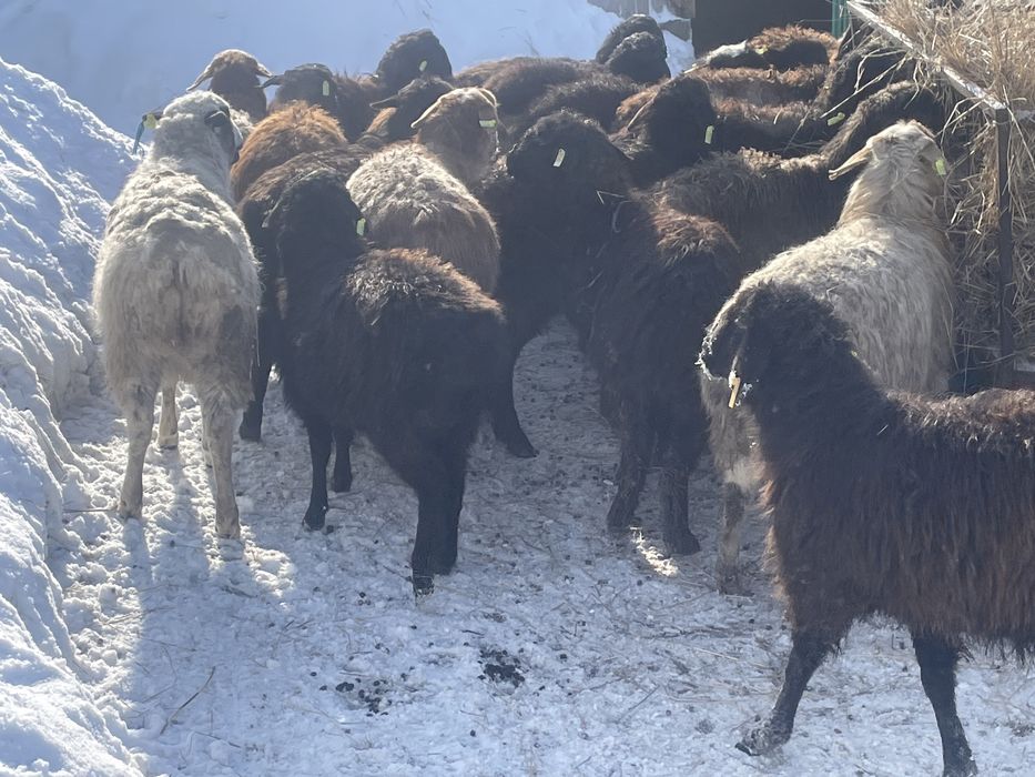 Қой токты сатылады Садаха Қудалық Шілдехана т/б