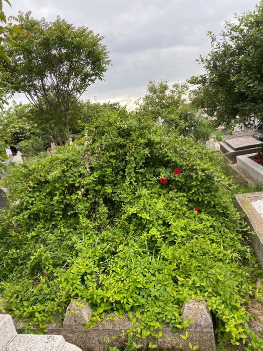 Vand loc de veci - Cimitirul Buziasului