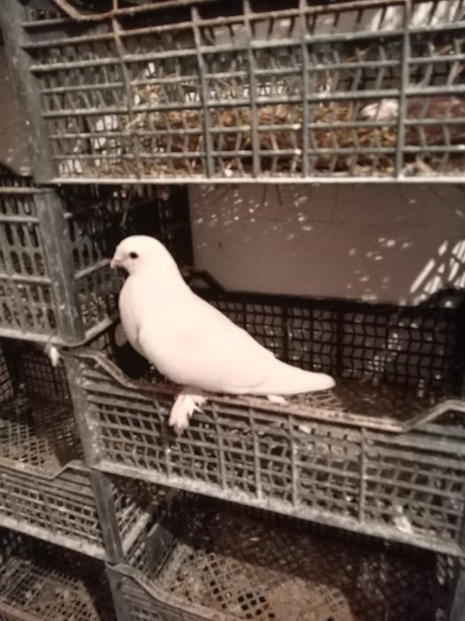 Голуби Продаются