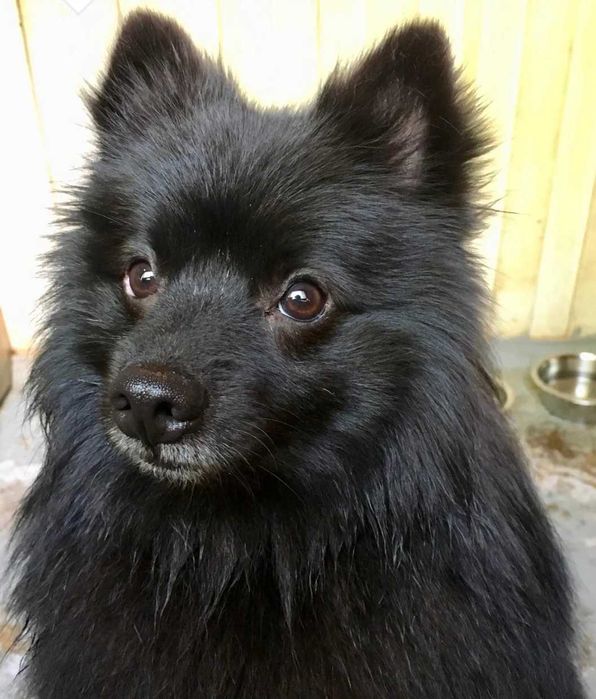 Шпиц - Очарователна черна  женска