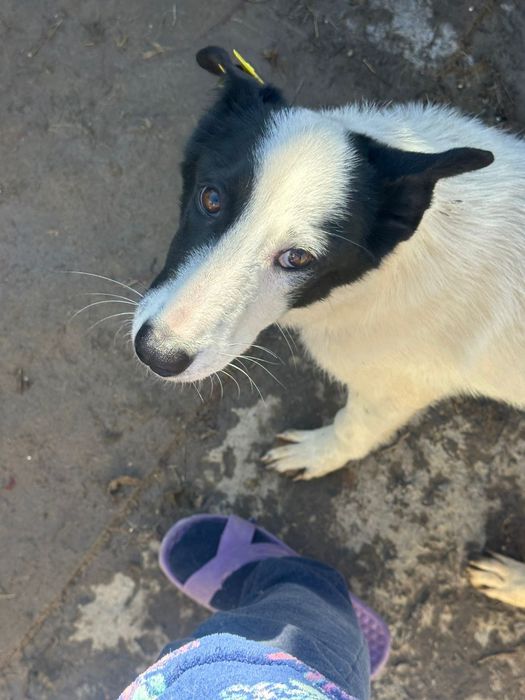 В добрые руки собакп