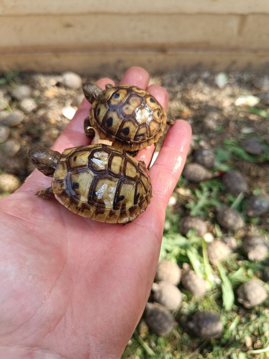 Țestoase, broaște testoase