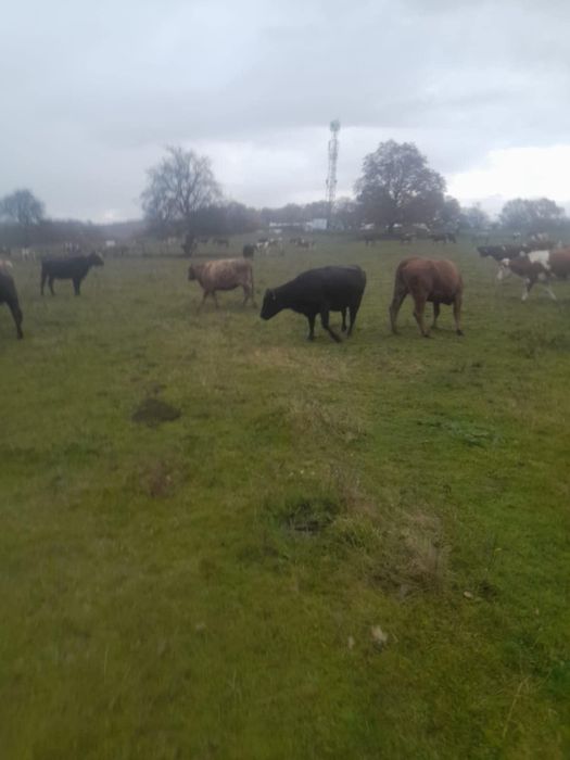 Vaci Angus de vanzare