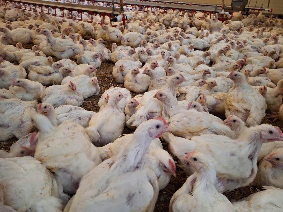 Vând puii de carne și rasa mixta