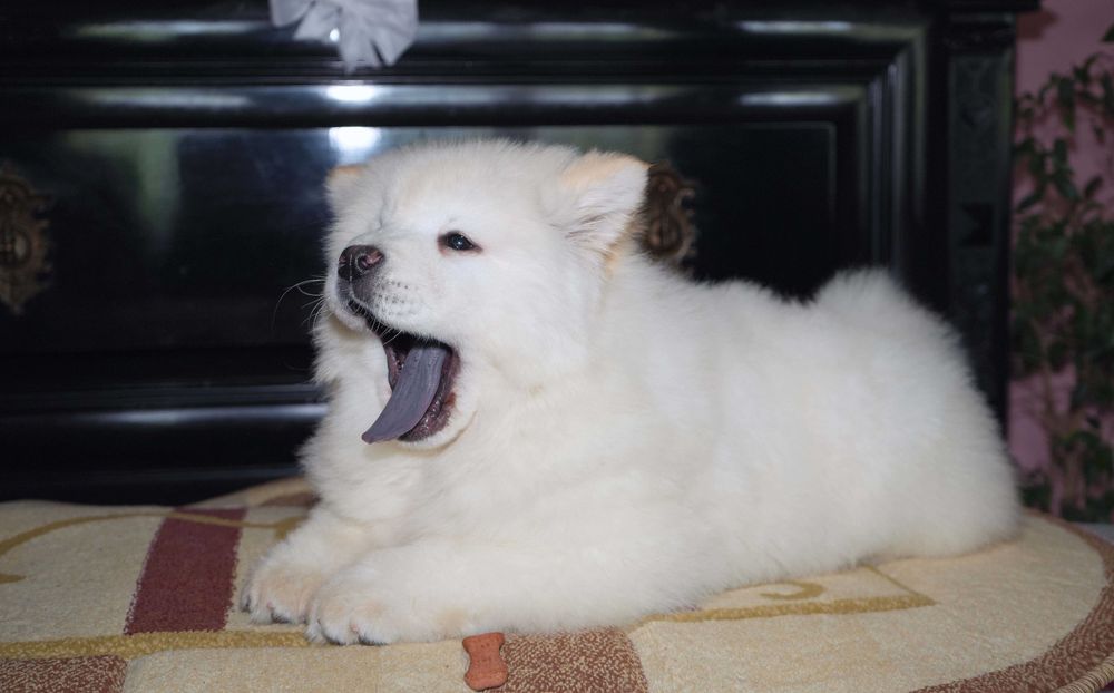 Pui Chow Chow superb