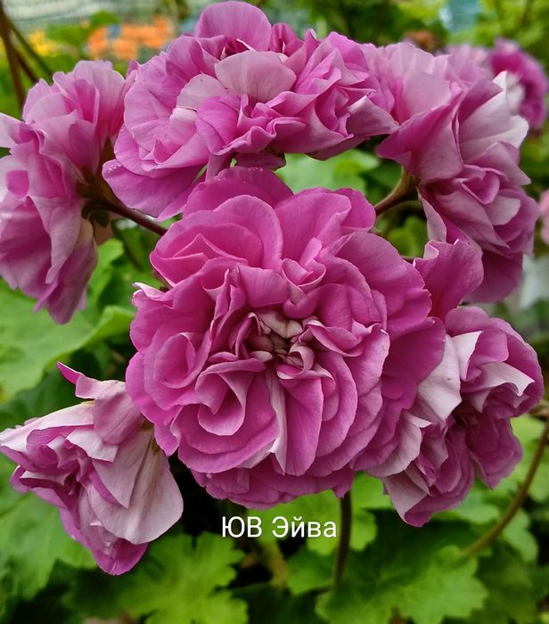 Пеларгонии укорененные