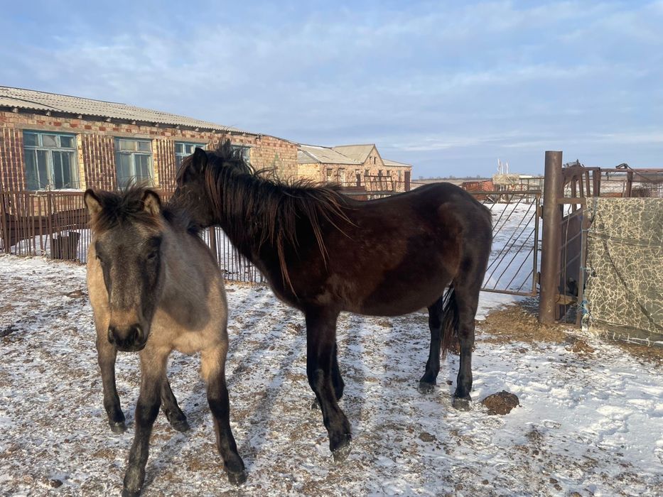 Бие, Жабагы, Байтал сатылады!