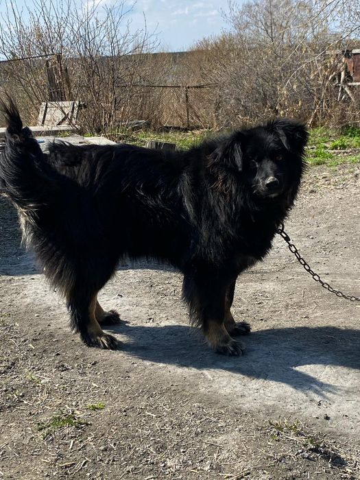 Большой выбор собак ,все стерилизованные