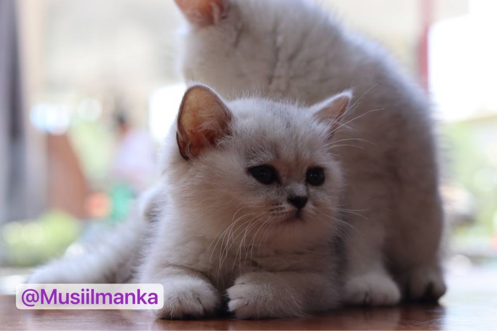 Британский серебристый шиншиллы в Скидках