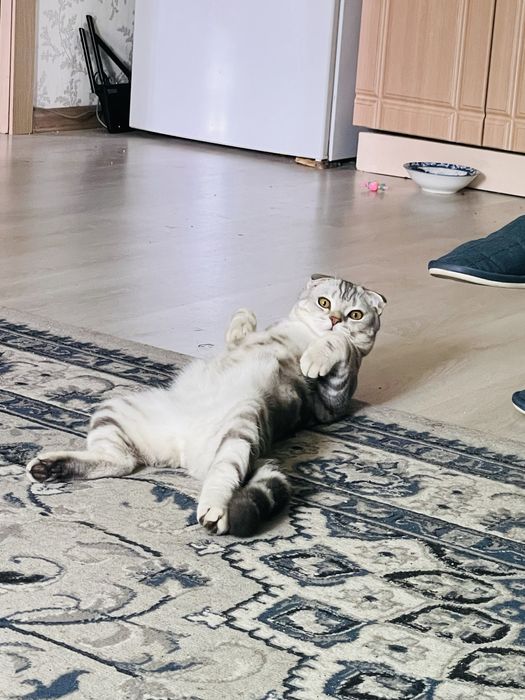 Отдам в заботливые руки