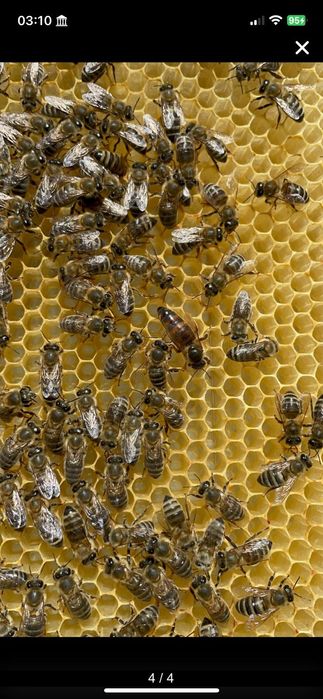 Roi de albine și familii de albine