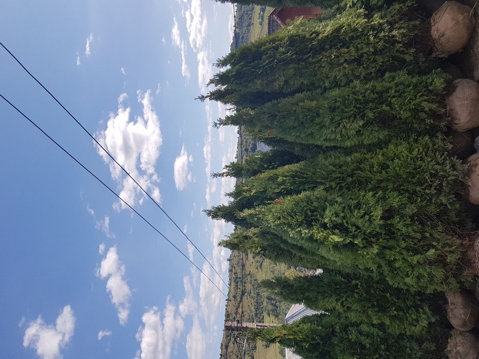 Pepeniera proprie plante ornamentale