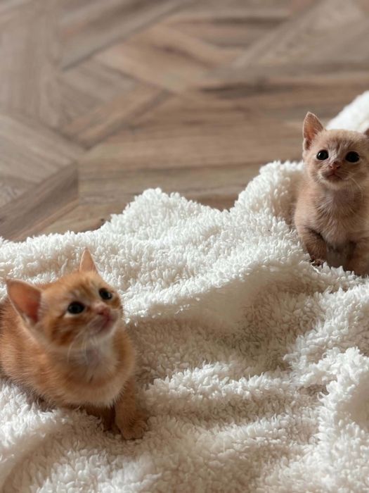 Коте Санди търси дом