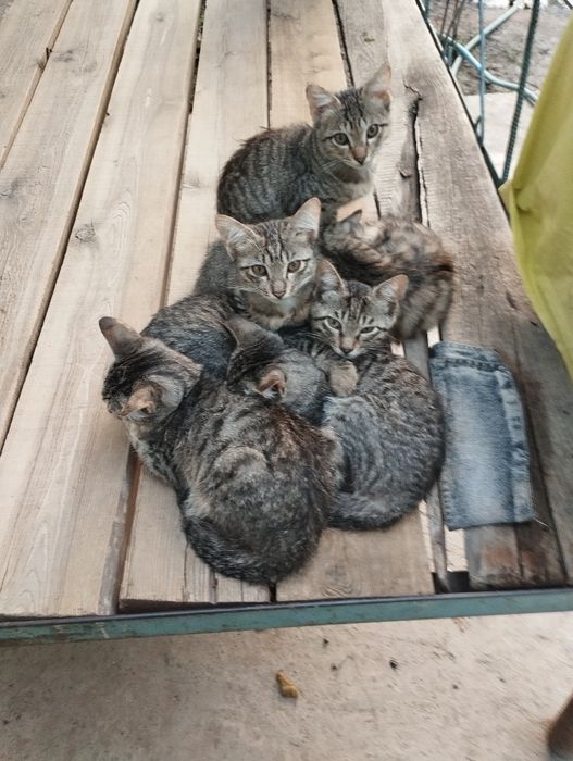 Котята,4 месяца.