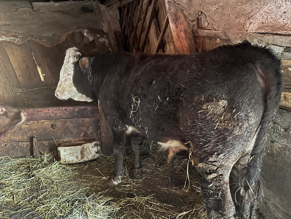 На продажу бык   на племя