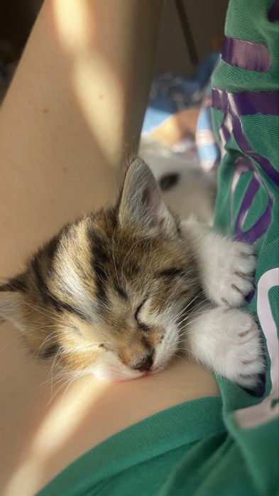 Котята хорошенькие