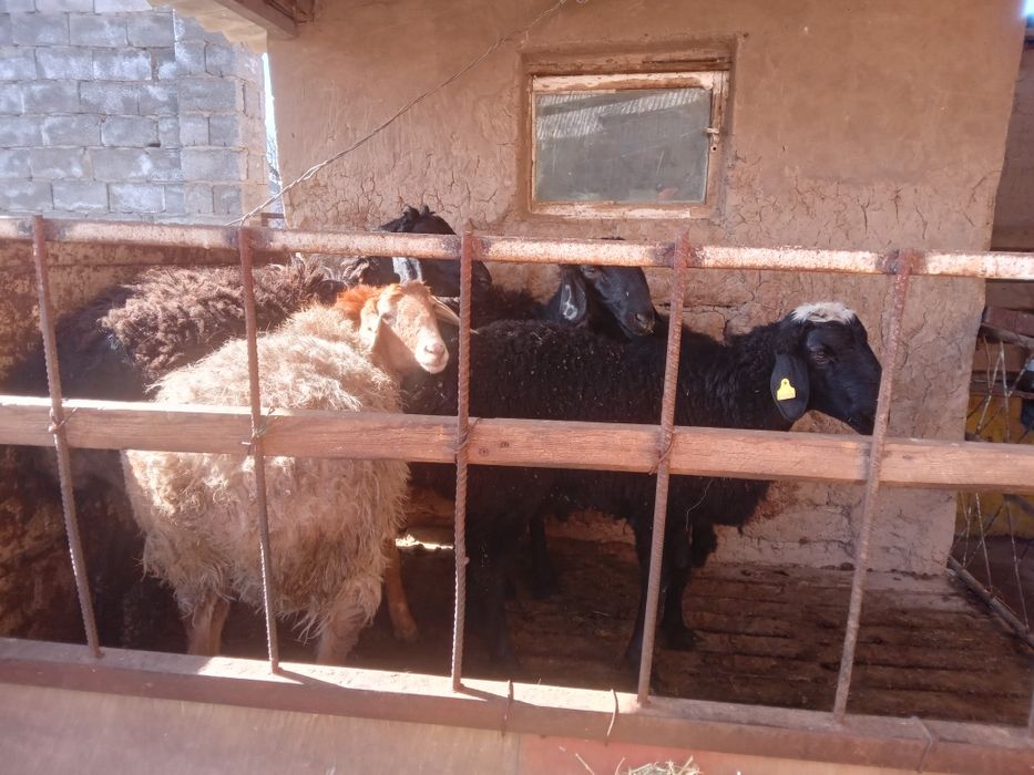 Кой 5 шт кошкарлар