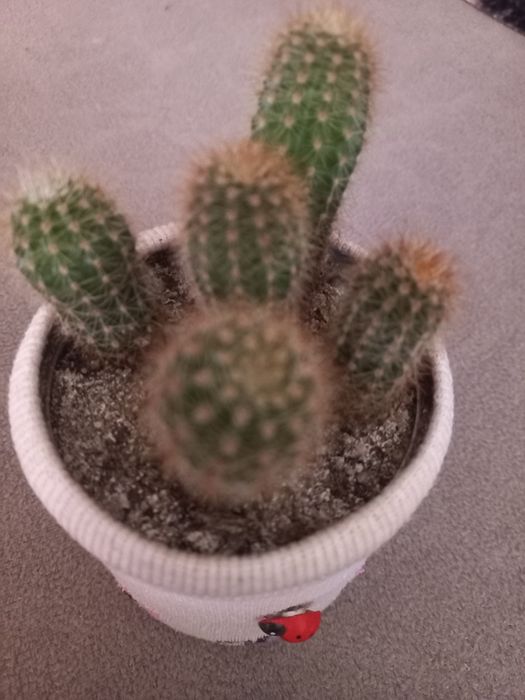 Цвете цъфтящ кактус 5 бр.