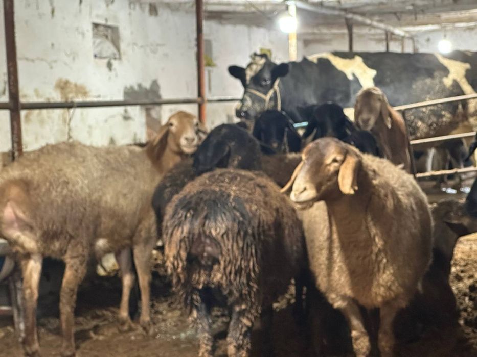 Ona qoʻylar va qochqor sotiladi