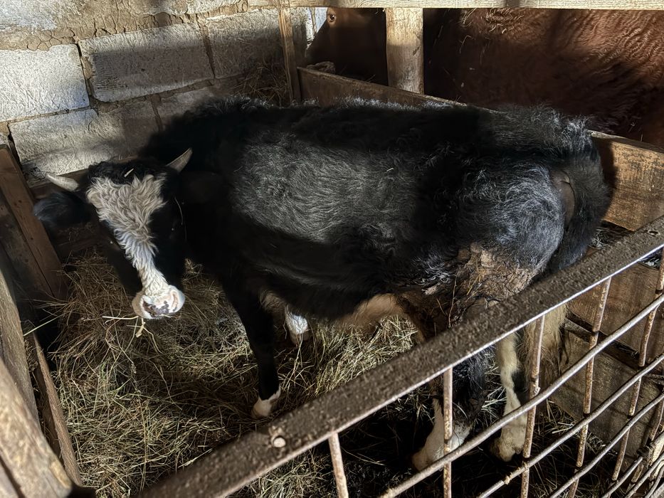 Продам головадого бычка