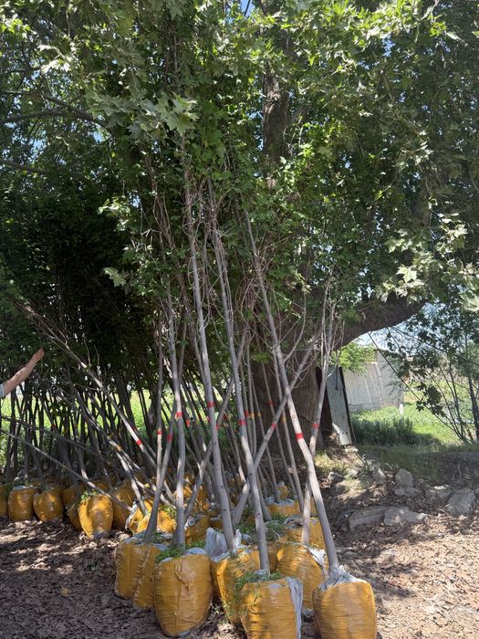 Чинор кучатлари таййор холатда аксия