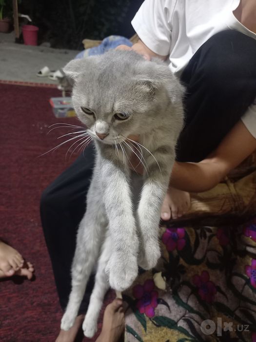 Кошка домашня. Скотиш