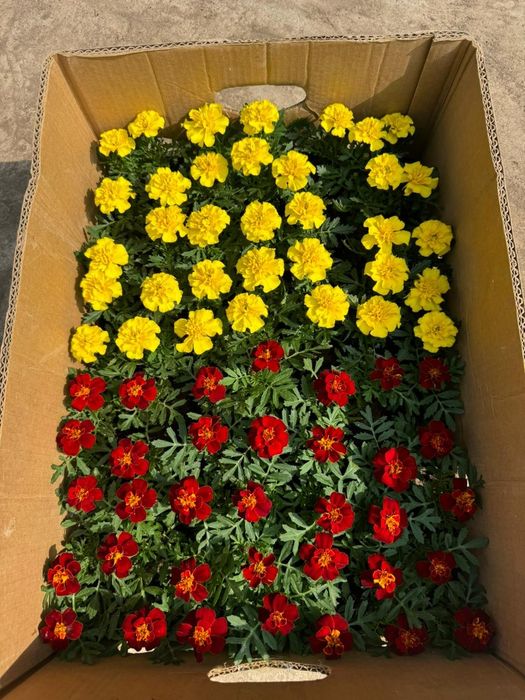 Петуния бархатци шафран